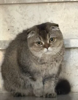 سكوتش سنريت بلو