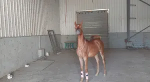 Horses1