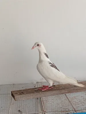 حمام زواجل فرخين وأنثى