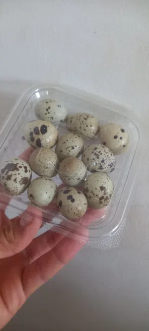 بيض سمان..