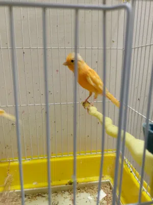 جوز جزريات غامقات طيرة فل يومين بتكون بايضة