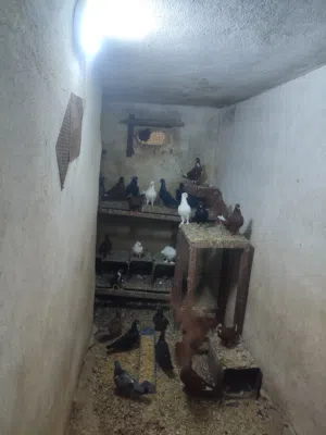 جواز حمام زق للبيع