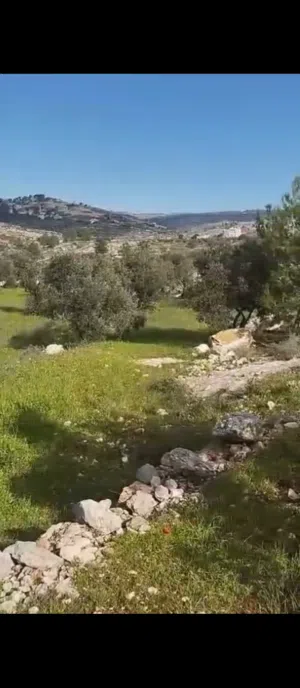 صوريف دير موسى