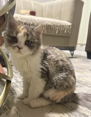 قطة أنثى مكس تركي وشيرازي عمر 6 اشهر