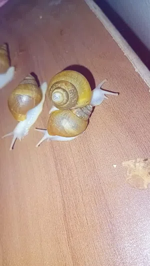 حلزونات افريقي