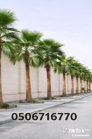 للبيع نخل واشنطني مميز