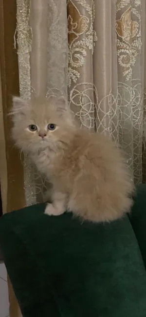 Pure Persian kittens