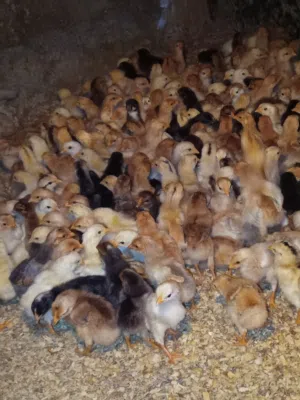 متوفر صوص دجاج بلدي عمر 16 يوم 100 حبه متوفر عمر اسبوع 300 حبه صحه ونظافه الموقع سحاب العبدليه للتوا