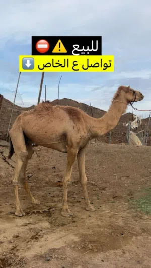 جمال قليصه
