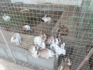 ارانب تهجين هولندي كبار للبيع في السويق