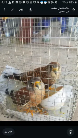صقور. للبيع