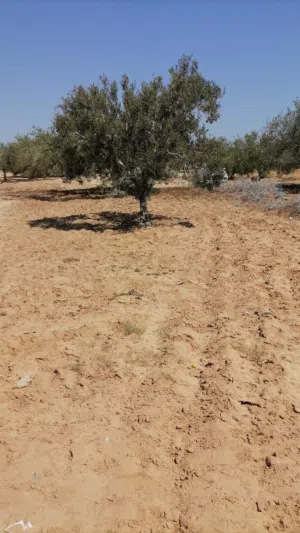 Mixed Use Land for Sale in Medenine Other
