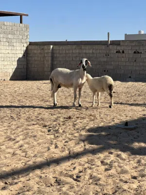 تنيه للبيع الله يبارك