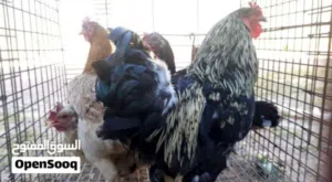 سلام عليكم 3 دجاجات فروج اقراء الوصف