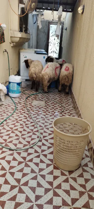 ذبح أضاحي العيد