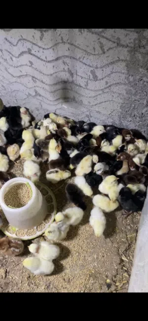 صيصان تهجين عماني فرنسي 250 بيسة فقط