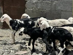 كبش و حملات