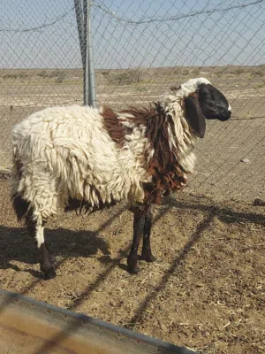 كبش فووووول سمنه للبيع أو البدل مع جعد نجدي