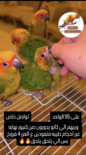 فروخ صن كنيور