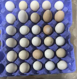 أبو العبد 