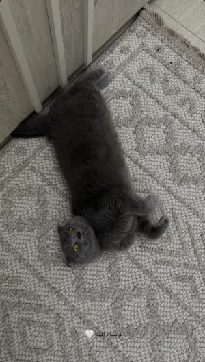 انثى سكوتش فولد