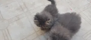 قطط شنشيلا و سيرازي