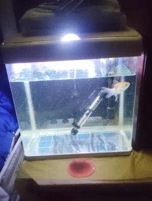 fish tank with fish , heater, filter and light