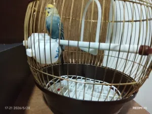 عصفور بادجي او عصفور الحب