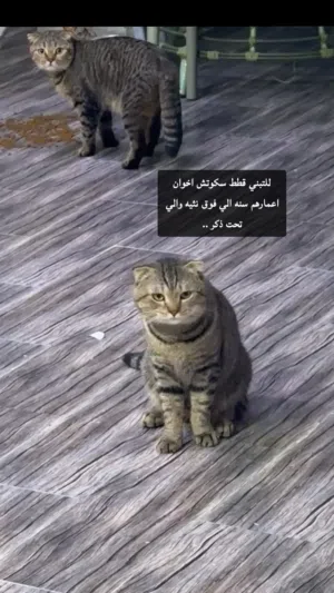 للتبني قطاوة سكوتش فولد