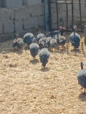 للبيع حبشيات