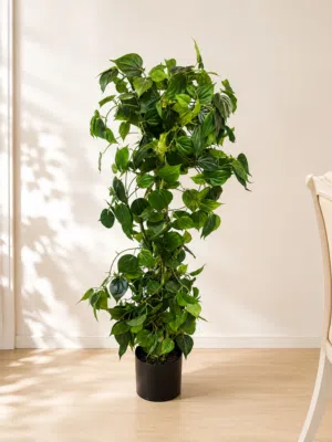 Large Ficus / Climbing Plant