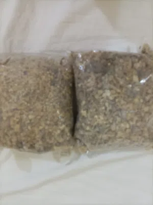 لبان حوجري