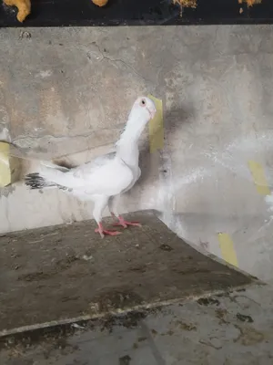 Pigeons2
