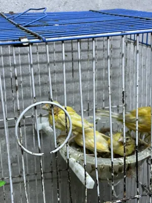 طيور كنار للبيع