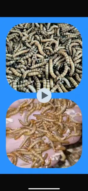 ميل ورم حي و سوبر ورم حي