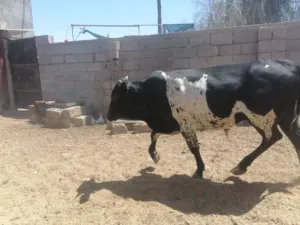 عجول كلمن وسعره  البصره