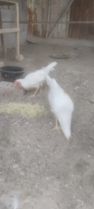 زوج دجاج ديج دجاجه بيض عربي بحاله جديده بصحه جيده ملقح وكامل دجاجه عله وجه بياض