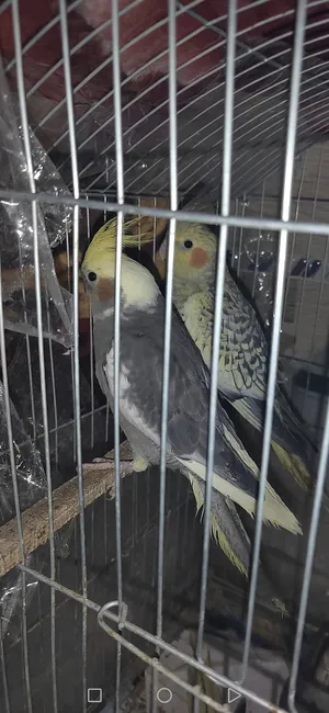 Birds3
