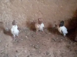 ‏حمام‏0