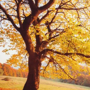 صهيب جميل سبوبه