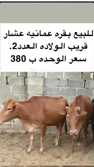 بقر عماني و