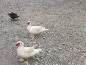 ذكور بط مصري الحجم الكبير +صيصان بط مصري