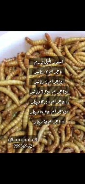 دود القبابي الميل ورم