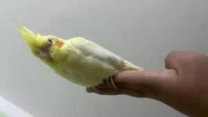 انثى كوكتيل اليفة مية بالمية لاتيني ام افراخ ما بتعض نهائي