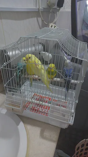 ‏طيور‏4