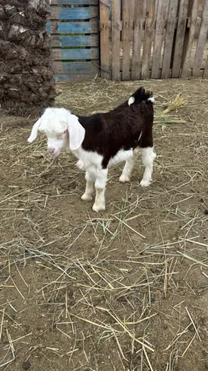 صخله رحبية صنف