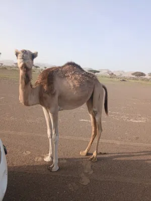 بكرة للبيع