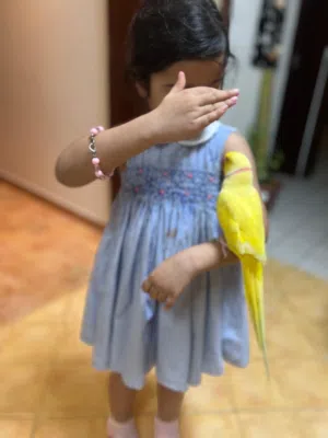 Bright Color Yellow Ringneck Pet Parrot Along With Beautiful Cage- Kids Friendly