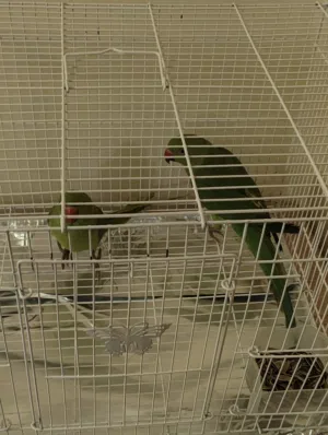 طيور دره ذكر و انثي مع القفص
