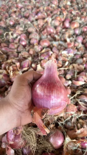 بصل انتاج بهلا الصورة لحضة الحصاد والبيع بعد التنظيف بصل محلي الكمية محدودة